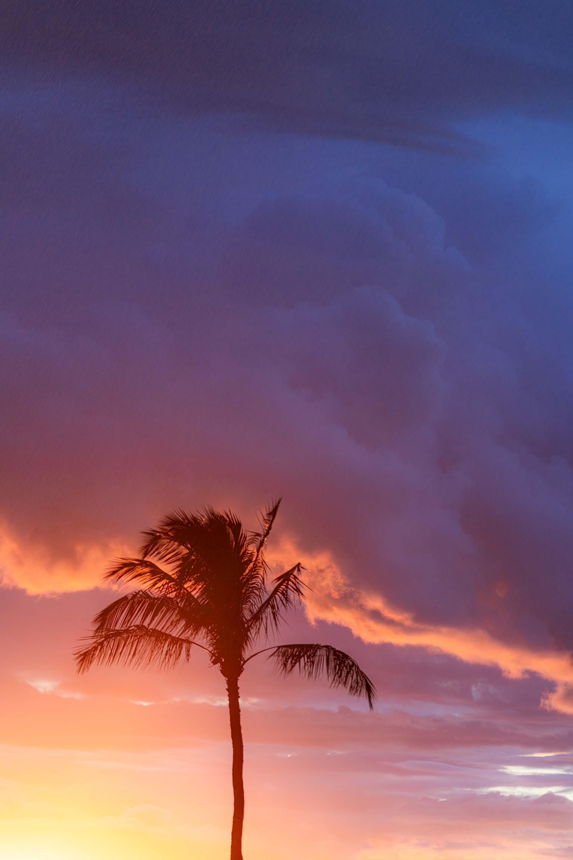 palm tree at sunset with vibrant colors artwork fine art photography