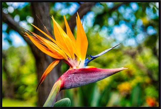 Bird of Paradise Flower - Living Moments Media - 3500-5500, 800-3500, Best Wall Artwork, Hawaii, horizontal, Kahana, kihei, Maui Hawaii Fine Art Photography, Maui Hawaii Wall Art, open-edition, over-5500, size-16x-24, size-24-x-36, size-40-x-60