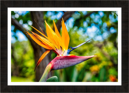 Bird of Paradise Flower - Living Moments Media - 3500-5500, 800-3500, Best Wall Artwork, Hawaii, horizontal, Kahana, kihei, Maui Hawaii Fine Art Photography, Maui Hawaii Wall Art, open-edition, over-5500, size-16x-24, size-24-x-36, size-40-x-60