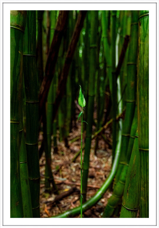 Fresh Beginnings - Living Moments Media - 3500-5500, 800-3500, bamboo, Best Moments, Best Sellers, Best Wall Artwork, forest, green, hana, Hawaii, maui, Maui Hawaii Fine Art Photography, Maui Hawaii Wall Art, new arrivals, New Moments, open-edition, over-5500, size-16x-24, size-24-x-36, size-40-x-60, vertical