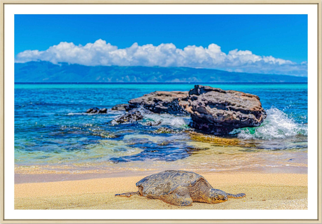 Perfect Nap - Living Moments Media - 3500-5500, 800-3500, beach, Best Wall Artwork, black, blue, clouds, Hawaii, horizontal, Island, lahaina, maui, Maui Hawaii Fine Art Photography, Maui Hawaii Wall Art, ocean, open-edition, over-5500, rocks, sand, size-16x-24, size-24-x-36, size-40-x-60, teal, Turtles, waves