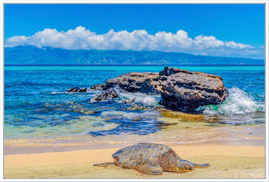 Perfect Nap - Living Moments Media - 3500-5500, 800-3500, beach, Best Wall Artwork, black, blue, clouds, Hawaii, horizontal, Island, lahaina, maui, Maui Hawaii Fine Art Photography, Maui Hawaii Wall Art, ocean, open-edition, over-5500, rocks, sand, size-16x-24, size-24-x-36, size-40-x-60, teal, Turtles, waves