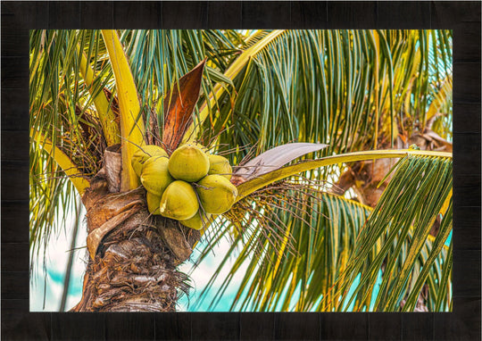Ripe - Living Moments Media - 3500-5500, 800-3500, Best Wall Artwork, blue, Coconuts, green, Hawaii, horizontal, Island, lahaina, maui, Maui Hawaii Fine Art Photography, Maui Hawaii Wall Art, open-edition, over-5500, Palm Trees, palm-tree, size-16x-24, size-24-x-36, size-40-x-60