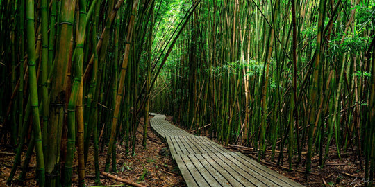 Timeless Journey - Living Moments Media - 3500-5500, 800-3500, bamboo, Best Moments, Best Sellers, Best Wall Artwork, black, forest, green, hana, Hawaii, horizontal, Island, Jungle, maui, Maui Hawaii Fine Art Photography, Maui Hawaii Wall Art, new arrivals, New Moments, open-edition, over-5500, panoramic, pathway, size-20-x-40, size-40-x-80, trail